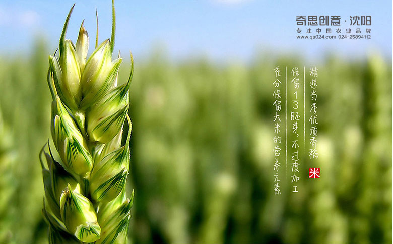 專業(yè)大米包裝品牌策劃設(shè)計,專業(yè)大米標識設(shè)計,沈陽奇思創(chuàng)意 專業(yè)大米包裝品牌策劃設(shè)計,專業(yè)大米標識設(shè)計,沈陽奇思創(chuàng)意